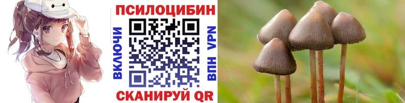 Купить закладки  Курчалой  Галлюциногенные грибы Psilocybine cubensis 